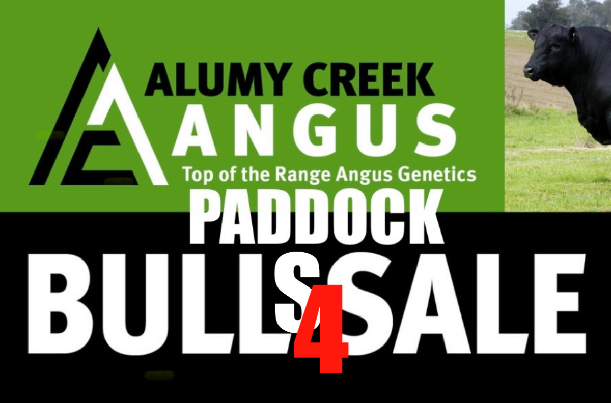 2026 Paddock Sale 2yo Bulls Available NOW